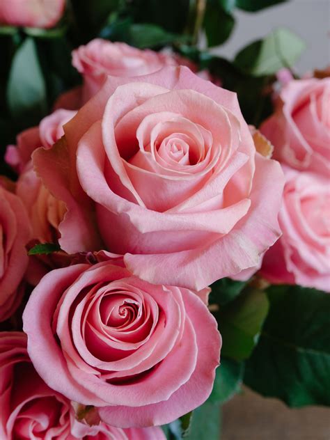 beautiful pink roses pictures|More.